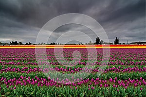 Tulip Fields, Mt. Vernon, Washington State