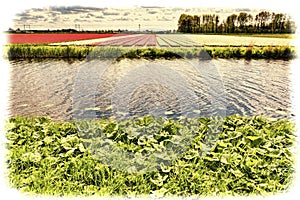 Tulip Fields  near the Drainage Canal