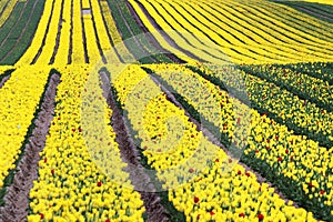 Tulip fields near Magdeburg in Saxony-Anhalt, Germany