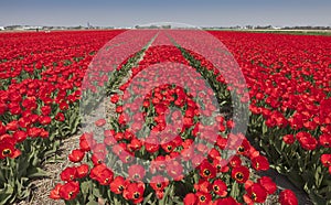 Tulip fields in The Netherlands