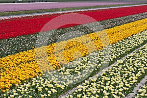 Tulip fields photo