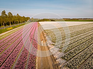 Tulip fields in the Netherlands, couple men and woman in flower field during Spring in the Nethertlands