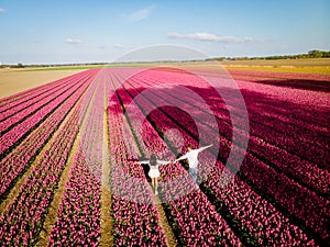 Tulip fields in the Netherlands, couple men and woman in flower field during Spring in the Nethertlands