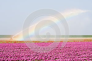 Tulip fields in the Netherlands with a rainbowe