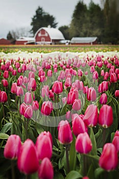 Tulip Fields in the Skagit Valley.