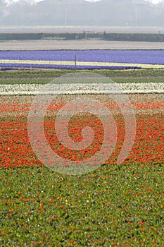 Tulip fields in Spring