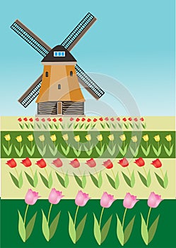 Tulip fields and windmill