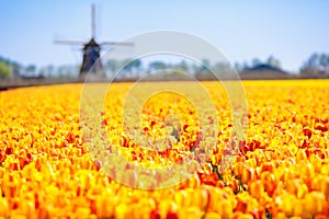 Tulip fields and windmill in Holland, Netherlands.