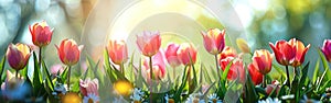 Tulip-filled Sunny Meadow: A Vibrant Spring and Easter Background