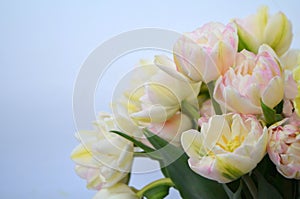 Tulip Finola Terry early pink and Avan garde gentle yellow
