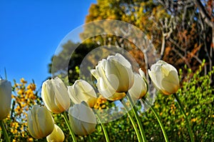 Tulip floer in Japan