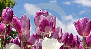 Tulip. Flora. Festival. Nature. Garden. Plant