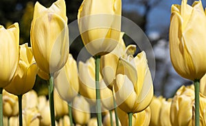 Tulip. Flora. Festival. Nature. Garden. Plant. Yellow