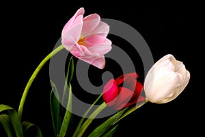 Tulip Floral Arrangement