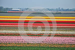 Tulip flourishing in Holland