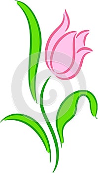 Tulip Flower