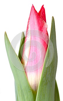 Tulip flower