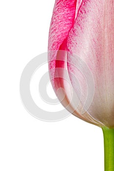 Tulip flower