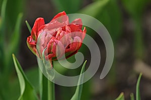 Tulip flower