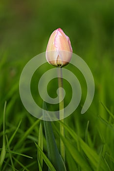 Tulip flower