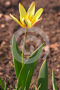 Tulip flower photo