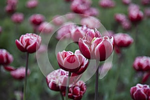 Tulip flower background