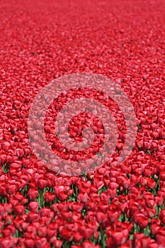 Tulip flower background field red tulips flowers spring in Netherlands