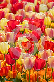 Tulip Flower Background. Multi colored tulip flowers in a garden photo