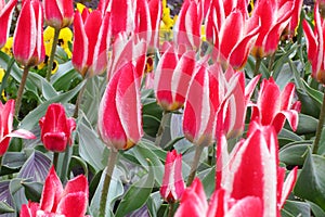 Tulip Flower Background - Spring Flowers Stock Photos