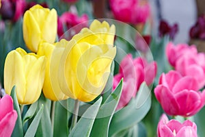 Tulip flower. Beautiful tulips in tulip field with green leaf background at winter or spring day.