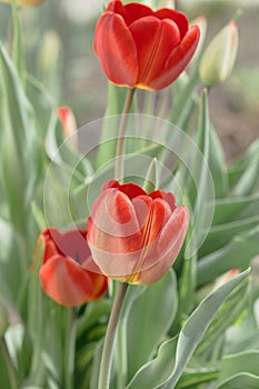 Tulip flower. Beautiful tulips flower in tulip field at winter or spring day. Colorful tulips flower in the garden. Beautiful tuli
