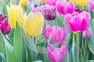 Tulip flower. Beautiful tulips in tulip field with green leaf background at winter or spring day. broken tulip