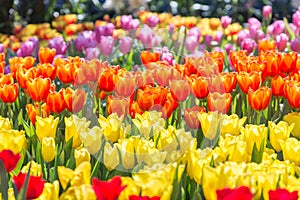 Tulip flower. Beautiful tulips in tulip field with green leaf background at winter or spring day. broken tulip