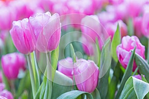 Tulip flower. Beautiful tulips in tulip field with green leaf background at winter or spring day. broken tulip