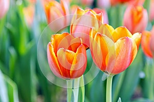 Tulip flower. Beautiful tulips in tulip field with green leaf background at winter or spring day.