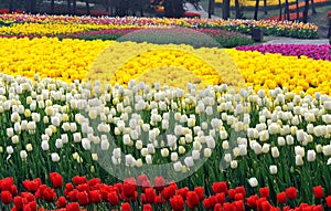 Tulip flower bed