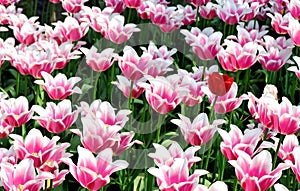 Tulip flower bed
