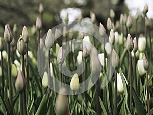 tulip flower bed, buds, in a spring in a park