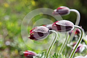 It is  a flower in korea park.