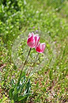 It is  a flower in korea park.