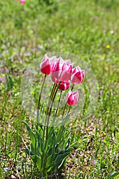 It is  a flower in korea park.