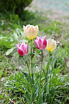 It is  a flower in korea park.