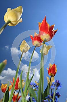 Tulip flower blossom