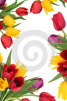 Tulip Flower Border