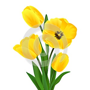 Tulip flower bouquet