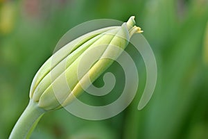 Tulip Flower Bud