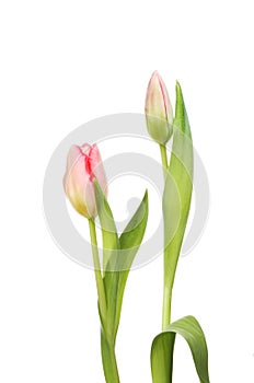 Tulip flower and bud