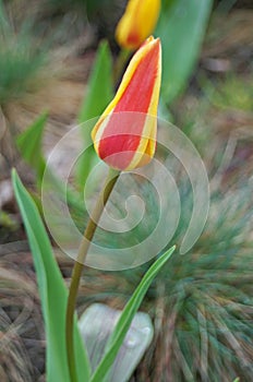 Tulip flower and bud with delicate red and yellow petals on a green stem