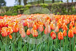Tulip flower bulb field in garden, spring season in Lisse Netherlands