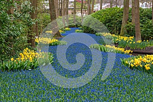 Tulip flower bulb and grape hyacinth field in garden, Lisse Netherlands